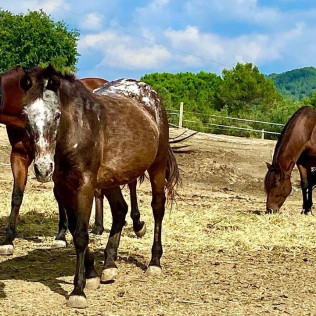 Ruta a Caballo y Visita a la Granja (Castellar del Vallès, Barcelona)