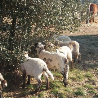 Ruta a Caballo y Visita a la Granja (Castellar del Vallès, Barcelona)
