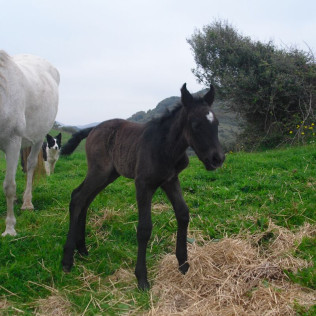 Ruta a Caballo (Menorca)