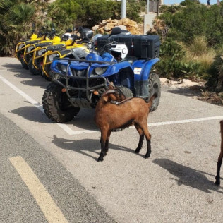 Ruta en Quad para dos (Mallorca)