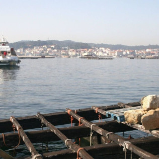 Ruta entre Bateas: Visita a los Cultivos de Mejillón en la Ría de Arousa (Pontevedra)
