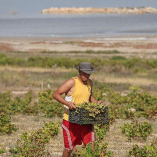 Ruta del Vino: Visita Guiada con Cata de Vinos y Maridaje en Parque Natural de La Mata (Torrevieja, Alicante)