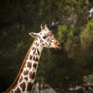 Entrada a Safari Mallorca: Visita en Tren (Sant Llorenç des Cardassar, Mallorca)