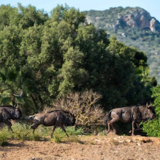 Entrada a Safari Mallorca: Visita en Tren (Sant Llorenç des Cardassar, Mallorca)