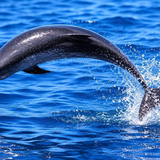 Dolphin & Swim: Salida en Barco con Avistamiento de Cetáceos y Baño (Puerto Rico, Las Palmas)