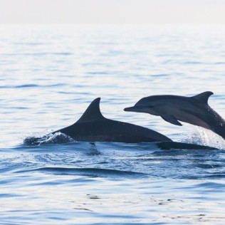 Salida en Barco con Avistamiento de Delfines (Manilva, Málaga)