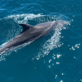 Salida en Barco con Avistamiento de Delfines (Manilva, Málaga)