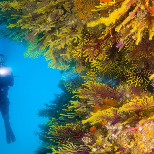 Curso de Buceo Discover Scuba Diving (Calella de Palafrugell, Girona)