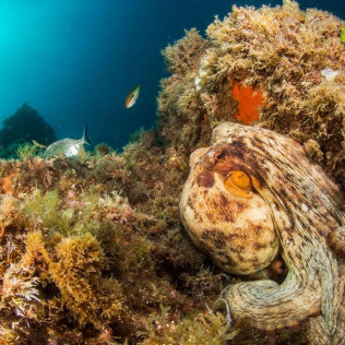 Curso de Buceo Discover Scuba Diving (Calella de Palafrugell, Girona)