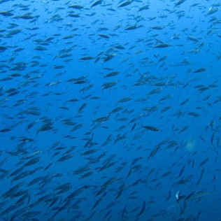 Discover Scuba Diving: Bautismo de Buceo (Tenerife)