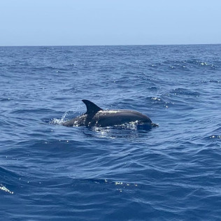 Avistamiento de Cetáceos Privado con Opción a Baño y Snorkel (Tenerife)