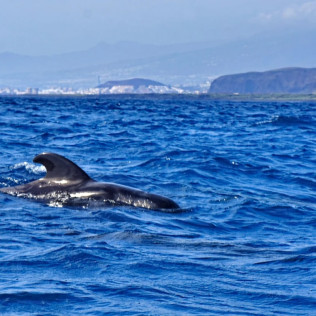 Avistamiento de Cetáceos Privado con Opción a Baño y Snorkel (Tenerife)