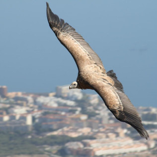 Entrada a Selwo Marina, Selwo Aventura y Teleférico Benalmádena (Málaga)