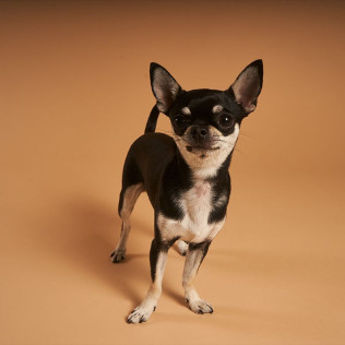 Sesión de Fotos para Mascotas en Pelopicofoto (Málaga)