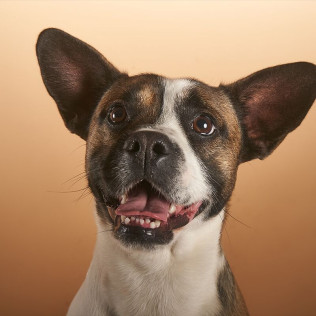 Sesión de Fotos para Mascotas en Pelopicofoto (Málaga)