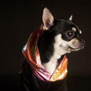 Sesión de Fotos para Mascotas en Pelopicofoto (Málaga)