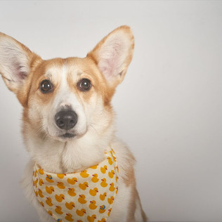 Sesión de Fotos para Mascotas en Pelopicofoto (Málaga)