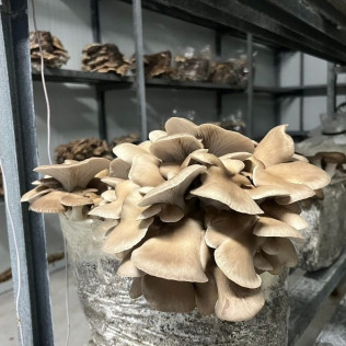Visita Guiada con Degustación de Setas en Bolets de Menorca (Maó, Menorca)