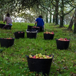 Visita al Lagar de Sidra Viuda de Angelón y Degustación de Sidra (Asturias)