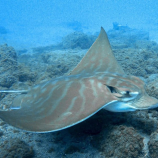 Kayak y Snorkel (Tenerife)