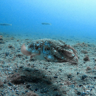Kayak y Snorkel (Tenerife)