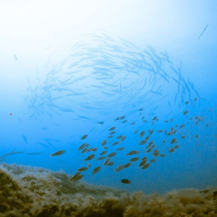 Snorkel desde Barco (Tenerife)