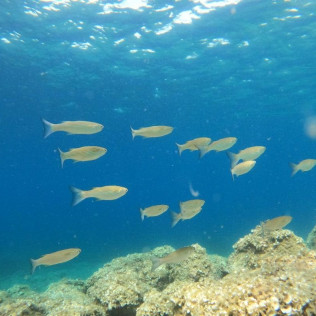 Snorkel desde la Bahía “Les Basetes” con Instructor (Calpe, Alicante)