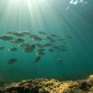 Snorkel desde la Bahía “Les Basetes” con Instructor (Calpe, Alicante)
