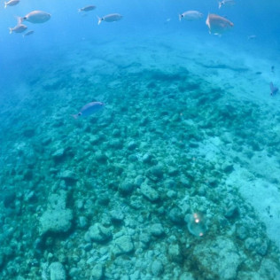 Snorkel y Minicrucero en Isla de Lobos desde Corralejo (Fuerteventura)