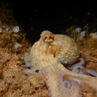 Snorkel Nocturno con Biología Marina, Fotos y Vídeos (Lloret de Mar, Girona)