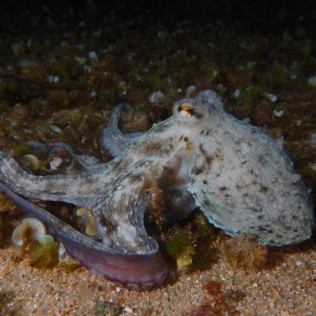 Snorkel Nocturno con Biología Marina, Fotos y Vídeos (Lloret de Mar, Girona)