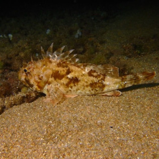 Snorkel Nocturno con Biología Marina, Fotos y Vídeos (Lloret de Mar, Girona)