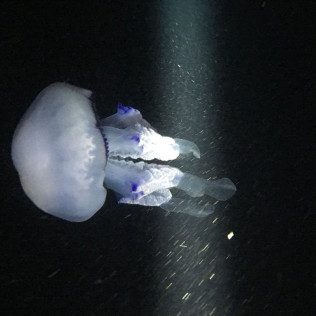 Snorkel Nocturno con Biología Marina, Fotos y Vídeos (Lloret de Mar, Girona)