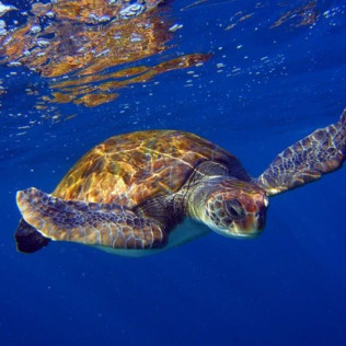 Ruta de Snorkeling en Bahía volcánica en Las Galletas (Tenerife)