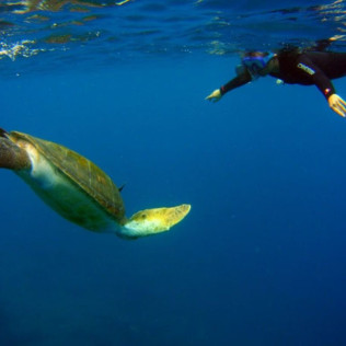Ruta de Snorkeling en Bahía volcánica en Las Galletas (Tenerife)