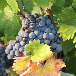 Circuito Spa, Menú Degustación en Hospes Amérigo 5* y Visita a Bodega Las Virtudes con Cata de Vinos y Aceites con Aperitivo para dos (Alicante)