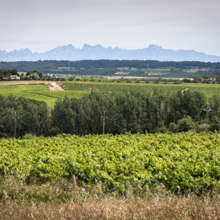 Visita a la Bodega Giró Ribot con Degustación y Circuito Spa para dos en Hotel MiM Sitges 4* (Barcelona)