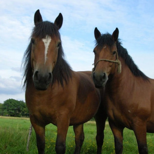 Paseo a Caballo por el Montseny con Circuito Spa y Comida en Hotel Balneario Blancafort 4* para dos (Barcelona)
