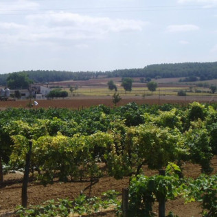 Circuito Spa en Balneario Vichy Catalan y Visita Guiada por Bodega Baronia de Vilademuls con Cata de Vinos para dos (Girona)