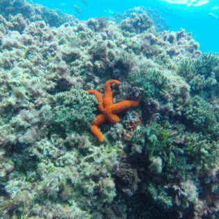 Bautismo de Submarinismo con Reportaje Fotográfico para dos (Ametlla de Mar, Tarragona)