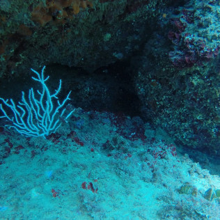 Bautismo de Submarinismo con Reportaje Fotográfico para dos (Ametlla de Mar, Tarragona)