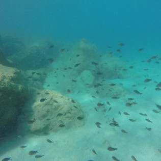Bautismo de Submarinismo con Reportaje Fotográfico (Ametlla de Mar, Tarragona)