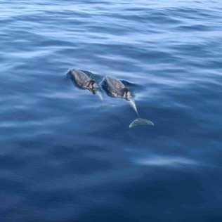 Paseo en Catamarán Super Cat con Avistamiento de Delfines, Comida y Banana Acuática (Gran Canaria)