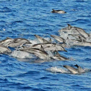 Paseo en Catamarán Super Cat con Avistamiento de Delfines, Comida y Banana Acuática (Gran Canaria)