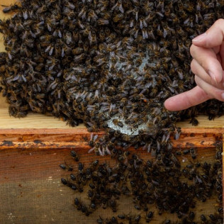 Taller de Apicultura con Degustación de Vino con Miel, AOVE Ecológico y Mieles Ecológicas para dos (Bullas, Murcia)