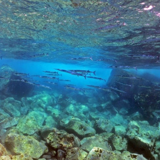 Tour de Snorkel (Fuencaliente de La Palma, Los Canarios)