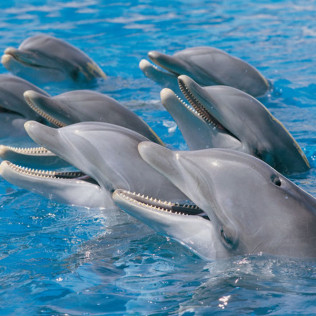 Twin Ticket: Entrada Loro Parque y Siam Park (Tenerife)