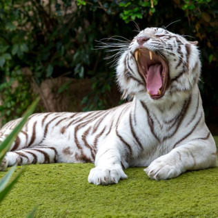 Twin Ticket: Entrada Loro Parque y Siam Park (Tenerife)