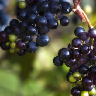 Estenas GastroExperience: Visita a Viñedo y Bodega Vera de Estenas con Cata de Vinos y Comida para dos (Utiel, Valencia)