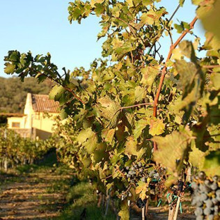 Visita a Celler Vinyes dels Aspres con Cata de Vinos y Degustación a Elegir para dos (Cantallops, Girona)